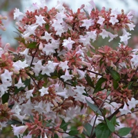 Image du produit Abelia "Grandiflora".